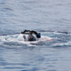 There goes Seychelles President Danny Faure going underwater.
